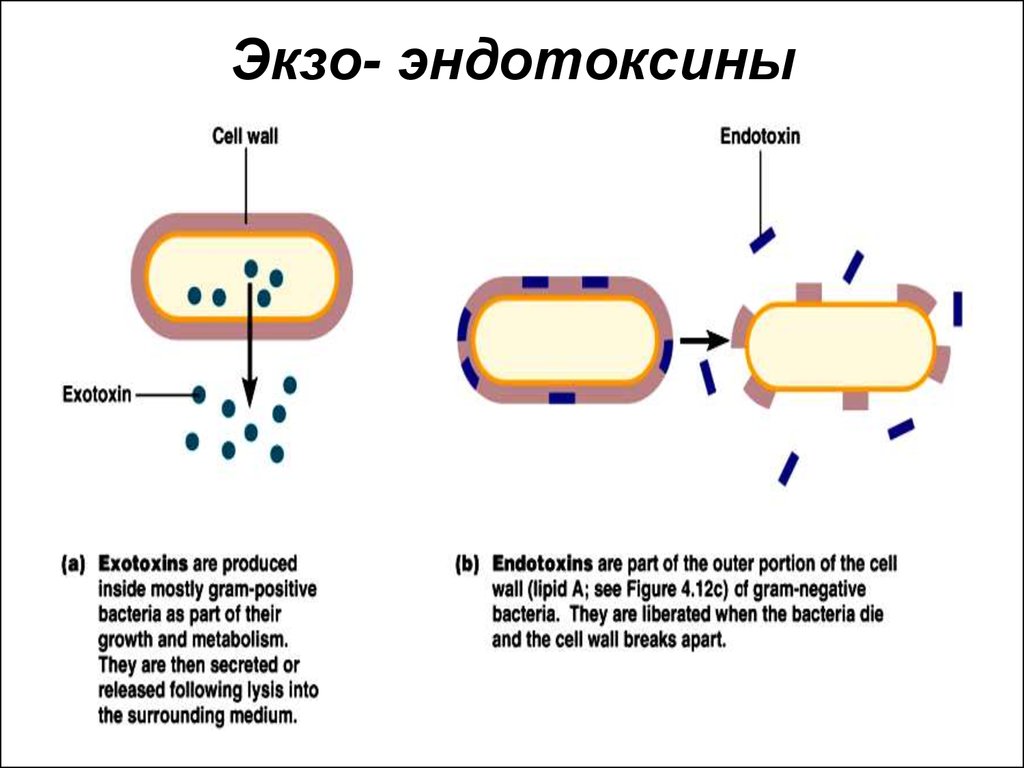 Экзотоксины и эндотоксины. Эндотоксины грамположительных бактерий. Бактериальные токсины Эндо и экзотоксины. Механизм действия эндотоксинов бактерий. Экзо и эндотоксины бактерии механизмы действия.