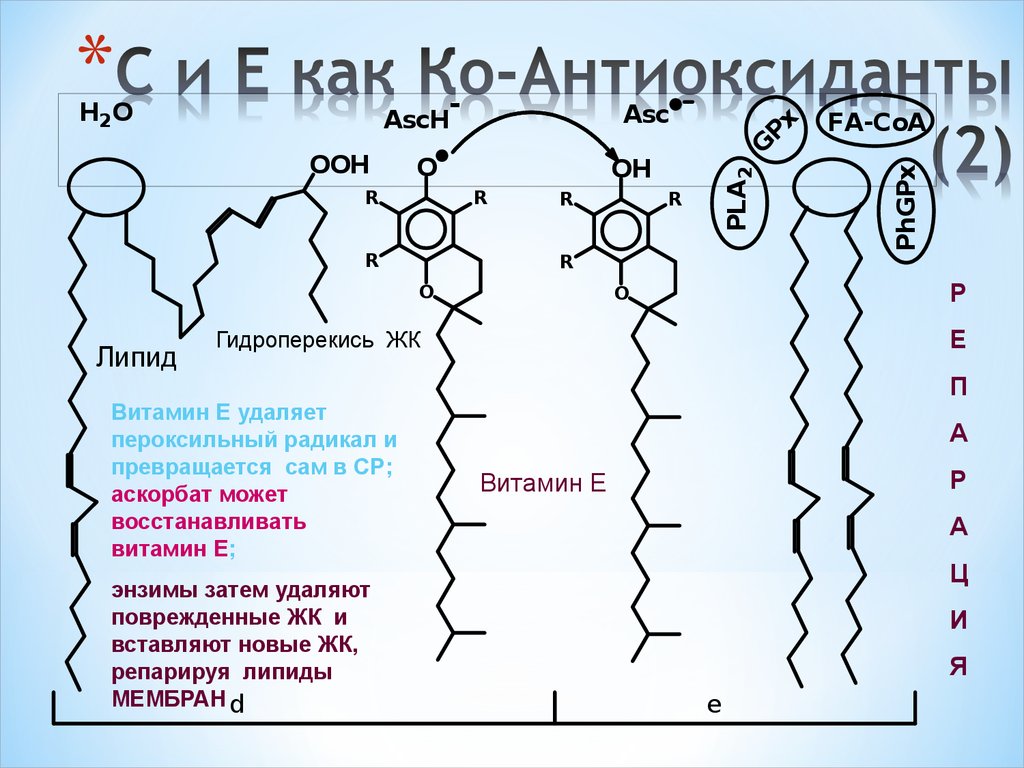 C и E как Кo-Антиоксиданты (2)