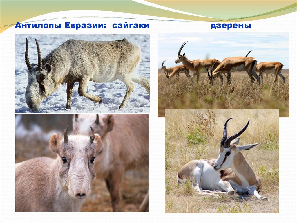 Животный мир евразии фото с названиями