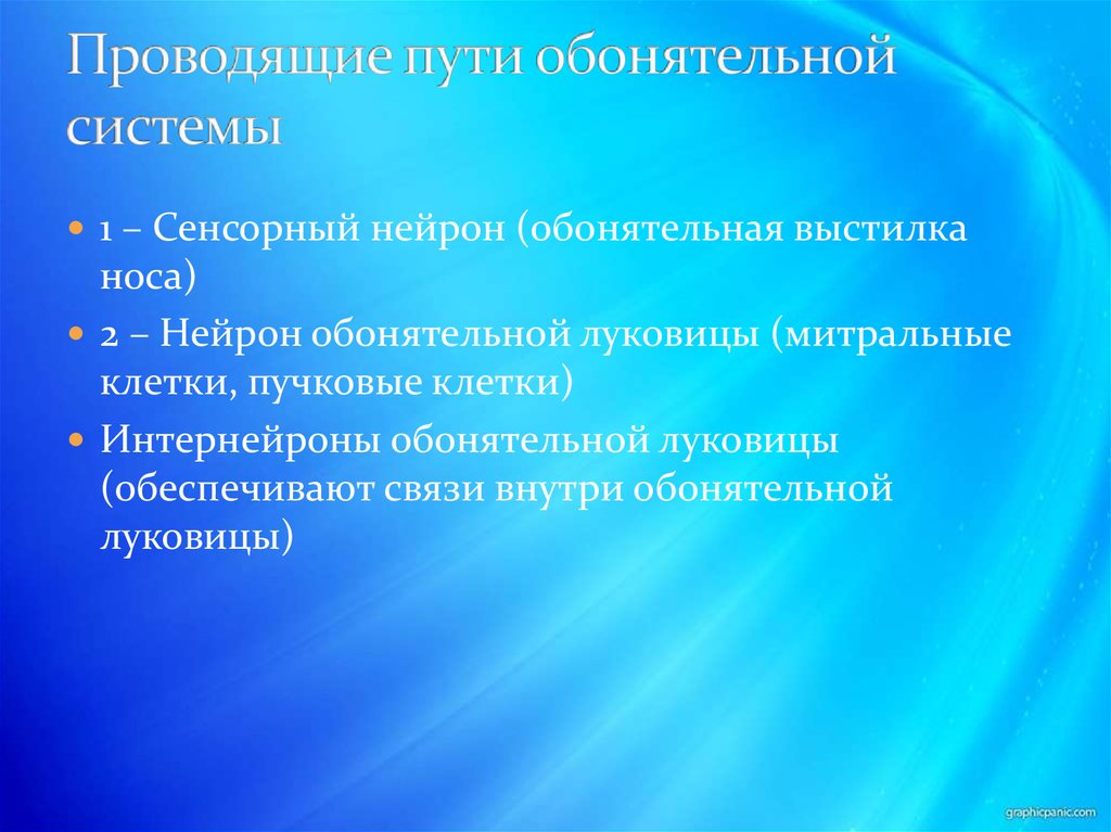 Проводящие пути обонятельной системы