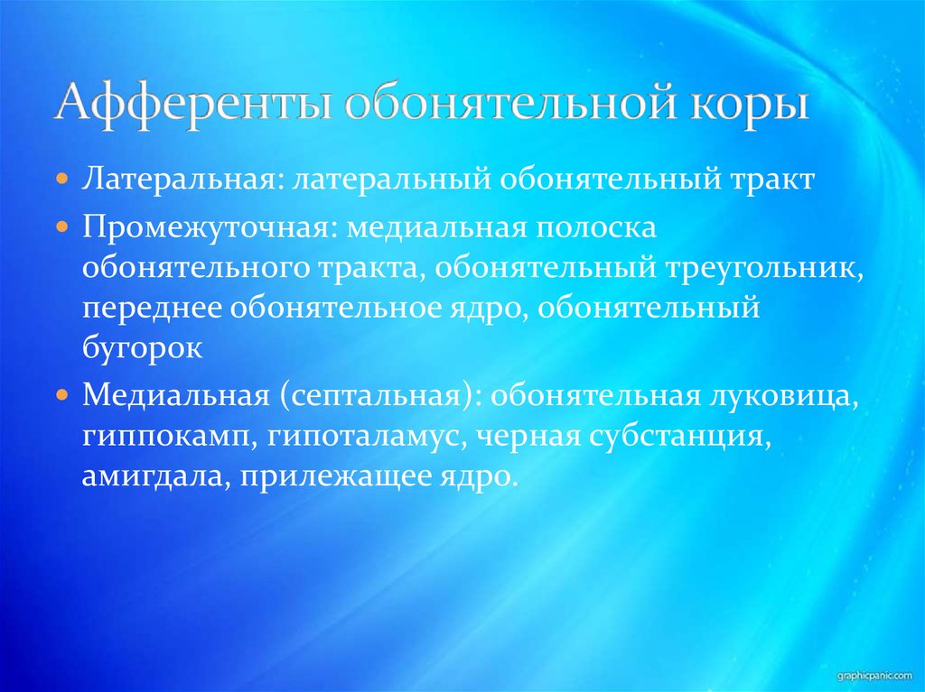 Афференты обонятельной коры