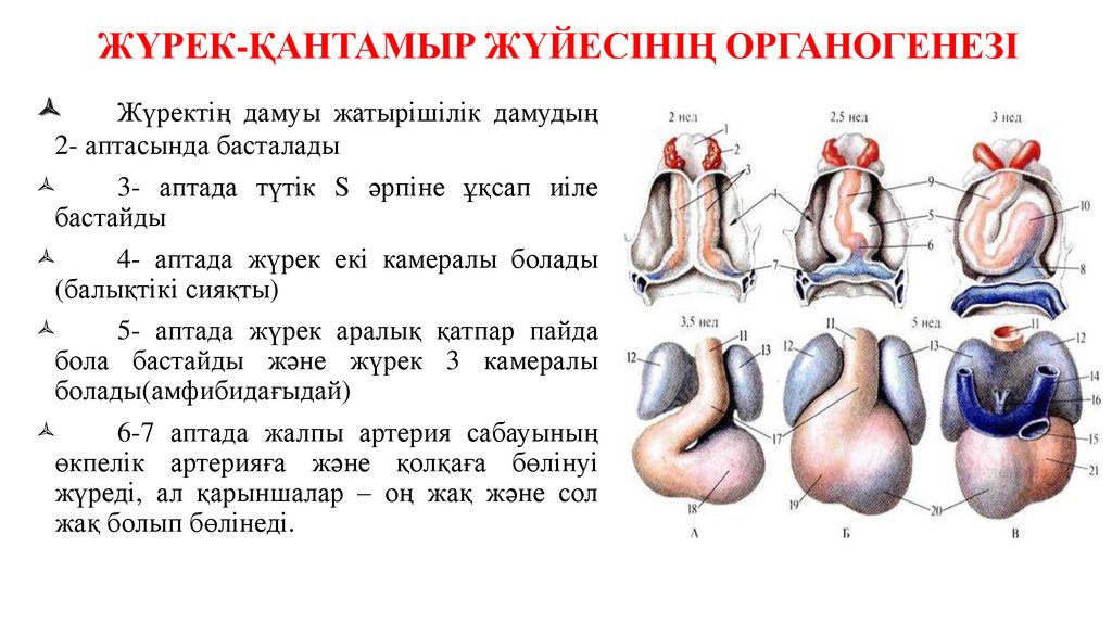 Жүрек құрылысы презентация