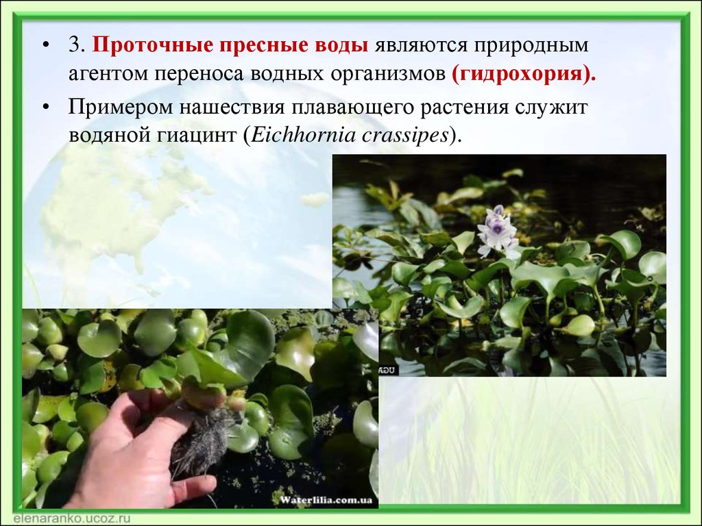 Растение служит. Гидрохория растения. Гидрохория примеры растений. Гидрохория вода пример. Гидрохория определение и примеры.