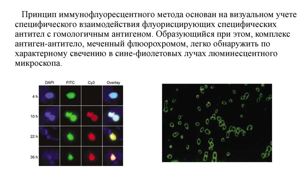 Проточная цитометрия иммунология презентация