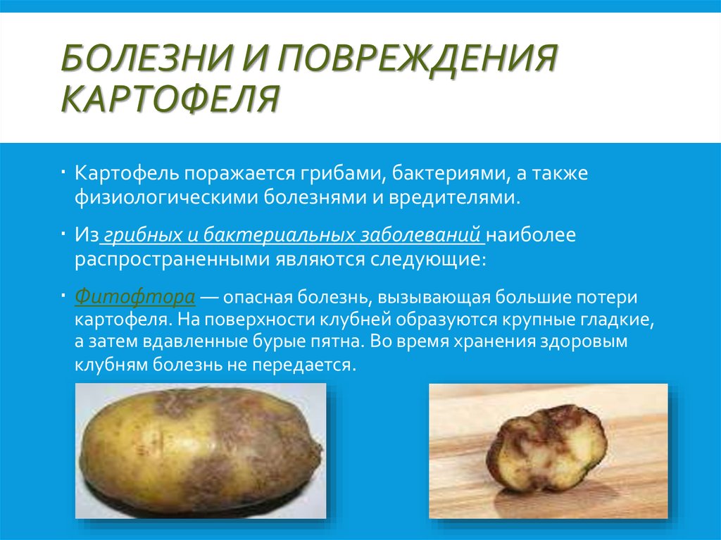Картофель устойчивый к фитофторозу. Характеристика болезням клубней картофеля. Заболевание клубней картофеля. Повреждения клубней картофеля. Распространенные болезни картофеля.