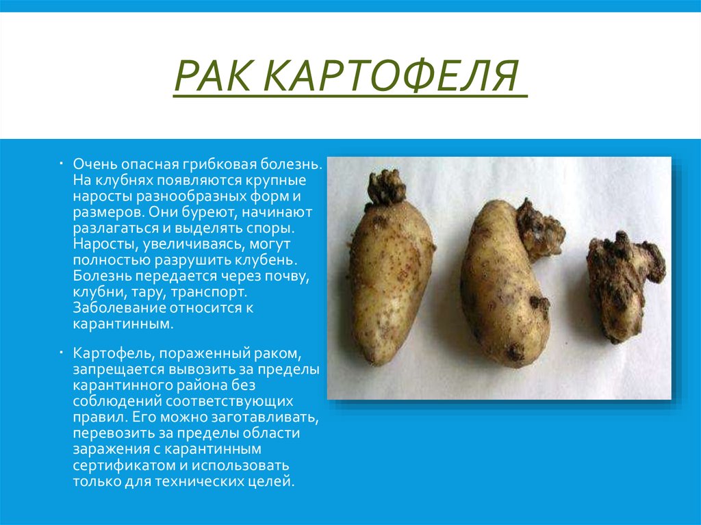 Раковый картофель. Раковые болезни картофеля. Болезни клубней картофеля. Нарост на клубне картофеля.