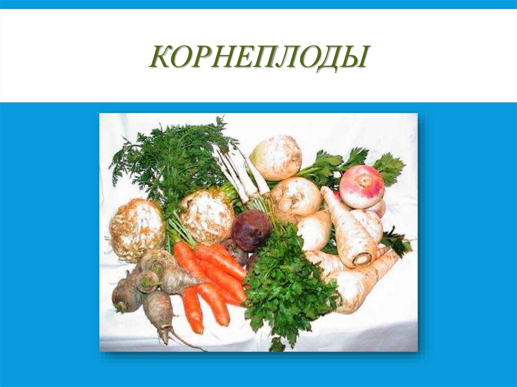 К корнеплодам относят ответ. Что относится к корнеплодам. Виды корнеплодов. Какие овощи относят к группе корнеплодов. Что относится к корнеплодам из овощей.