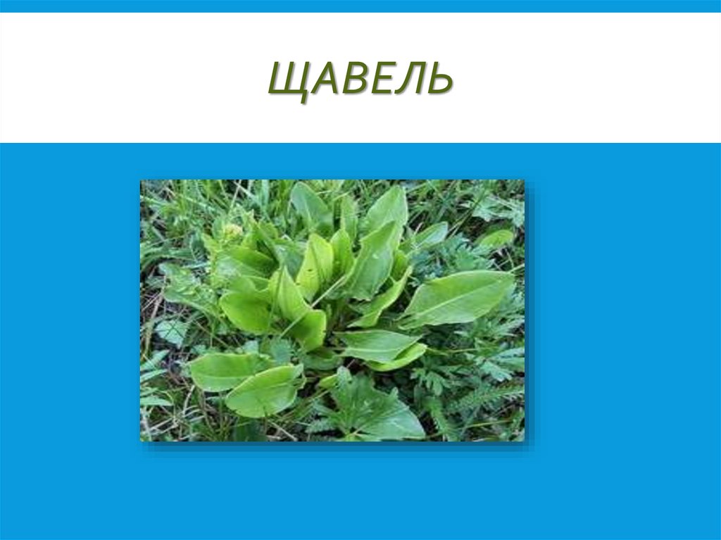 Ты щавель. Щавель. Щавель растение. Растение похожее на щавель. Плод щавеля.