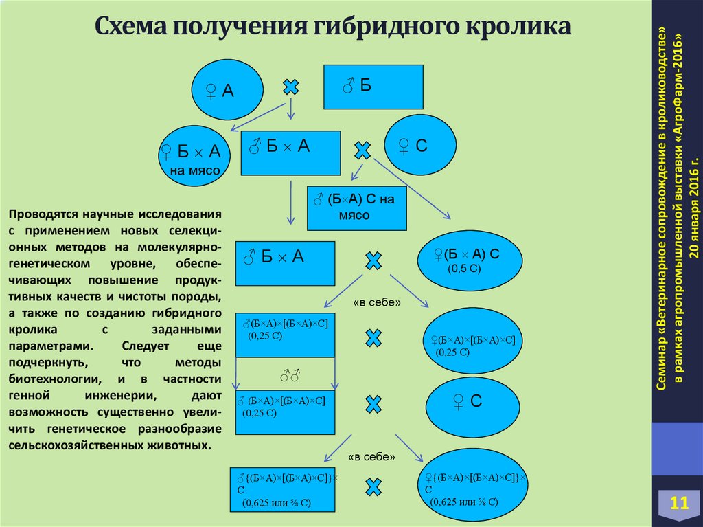 Получение гибридов на основе соединения