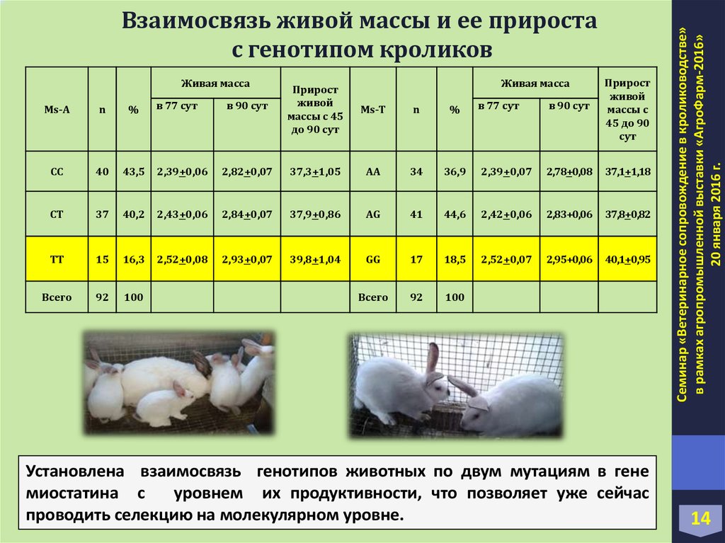 Бизнес план кролиководство готовый