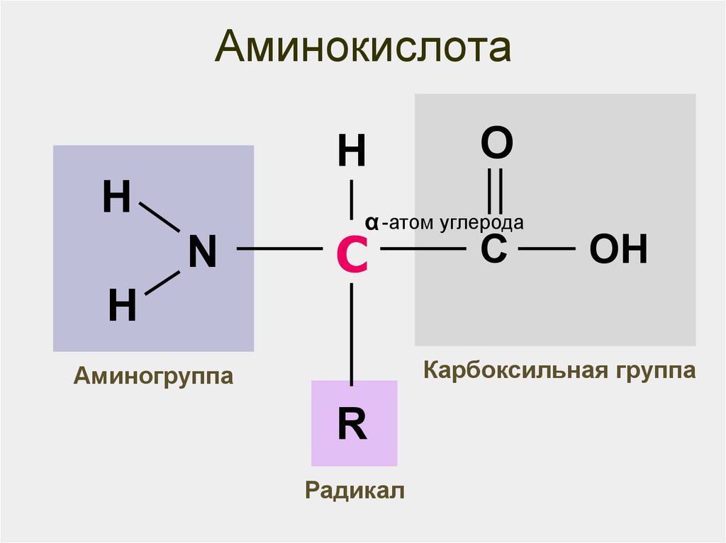 Аминокислоты аминогруппа карбоксильная группа. Белок аминокислоты аминогруппа карбоксильная группа схема. Белок аминокислоты аминогруппа карбоксильная группа. Строение белков аминогруппа и карбоксильная. Альфа карбоксильная группа аминокислоты.