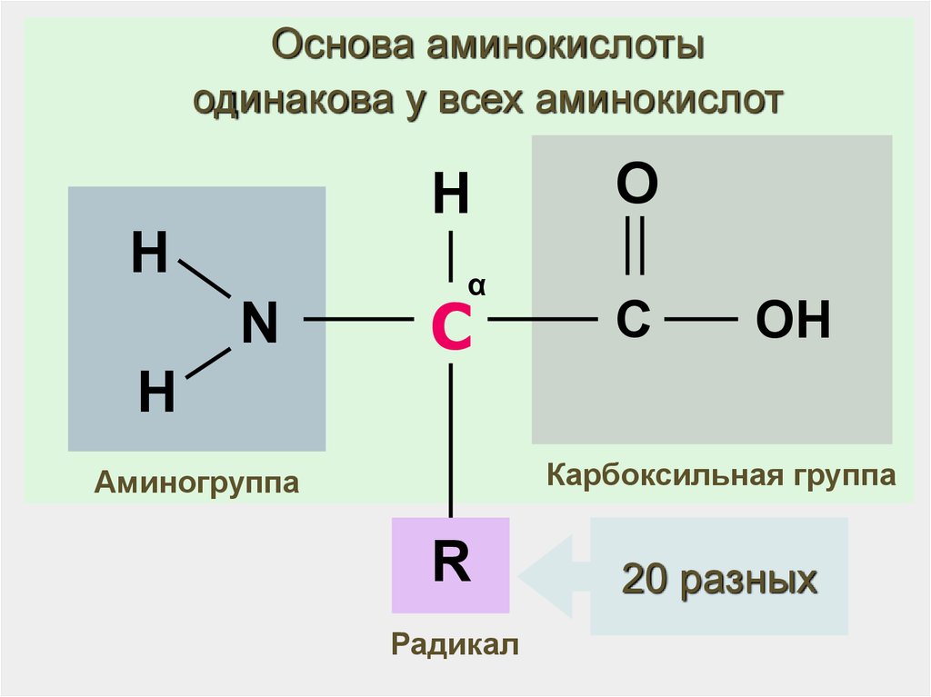 Аминокислоты аминогруппа карбоксильная группа. Белок аминокислоты аминогруппа карбоксильная группа схема. Схема строения молекулы аминокислоты. Белок аминокислоты аминогруппа карбоксильная группа. Общая структура аминокислот.