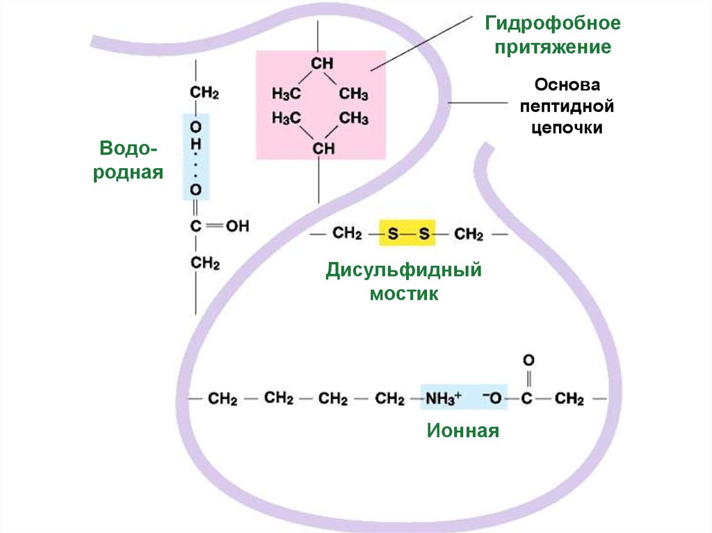 Ионные связи белка. Третичные круговые реакции.