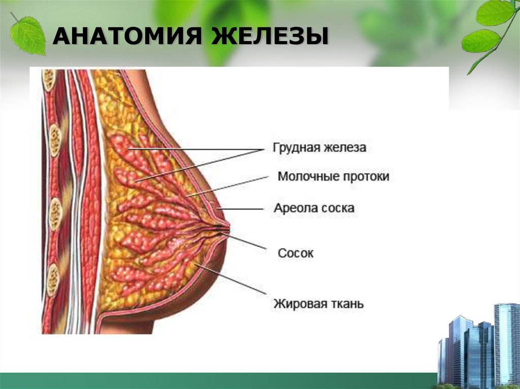 Железы груди. Молочная железа. Анатомия молочных желез. Анатомия женской грудной железы. Здоровая молочная железа.