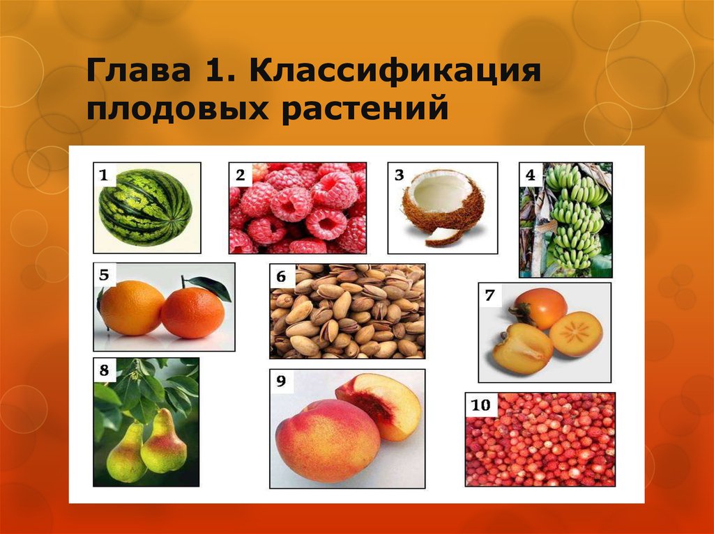 Группа овощей и плодов