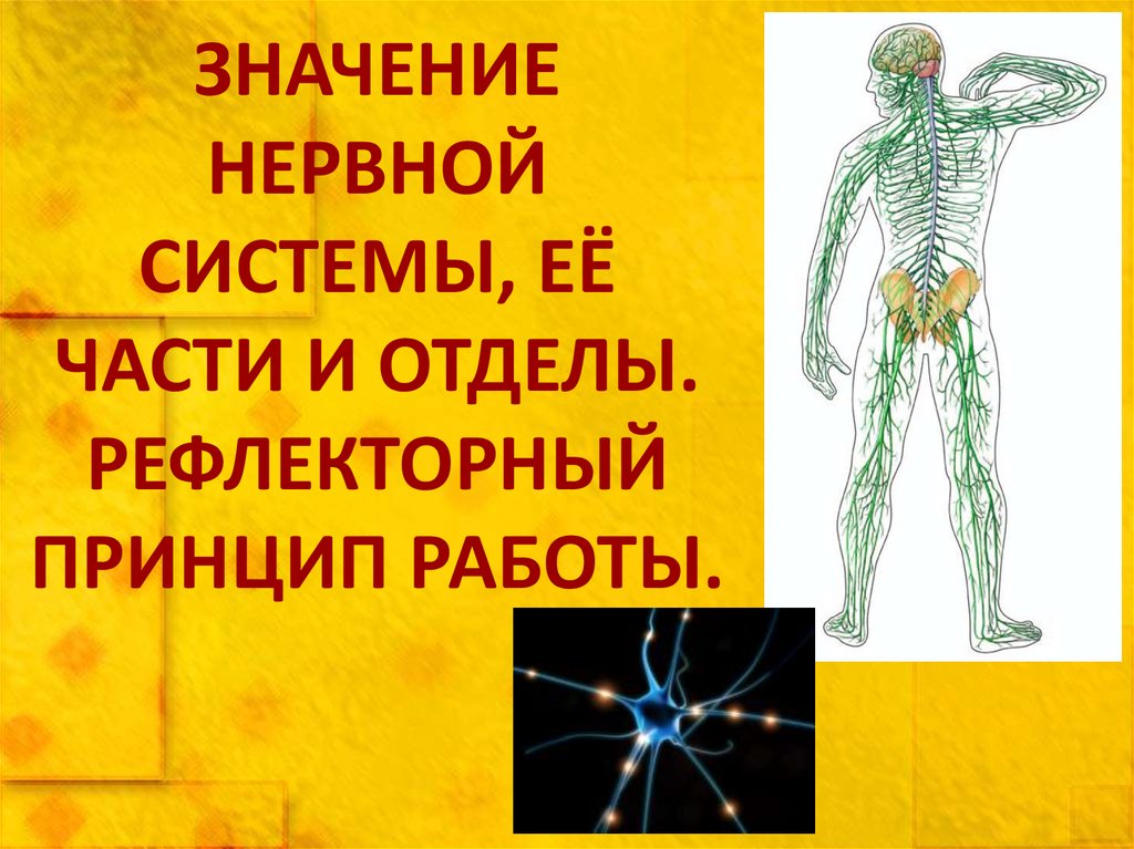 Значение нервной системы. Нервная система человека. Подвижная нервная система. Доказательства четырех значений нервной системы. Рассказ значение нервной системы для организма 4 класс.