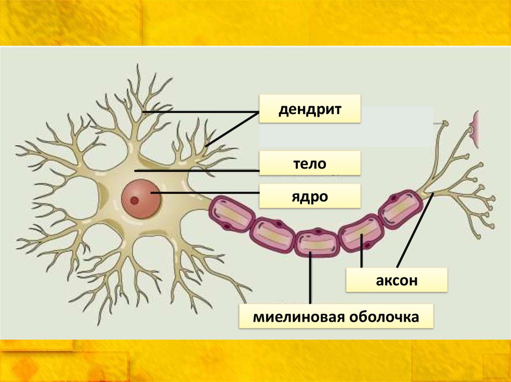 Дендрит и аксон рисунок