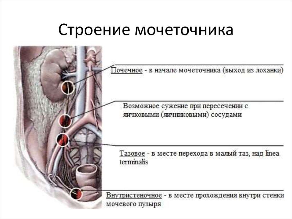 Как проходит мочеточник. Топографическая анатомия мочеточников. Анатомические сужения мочеточника. Сужения мочеточника анатомия.