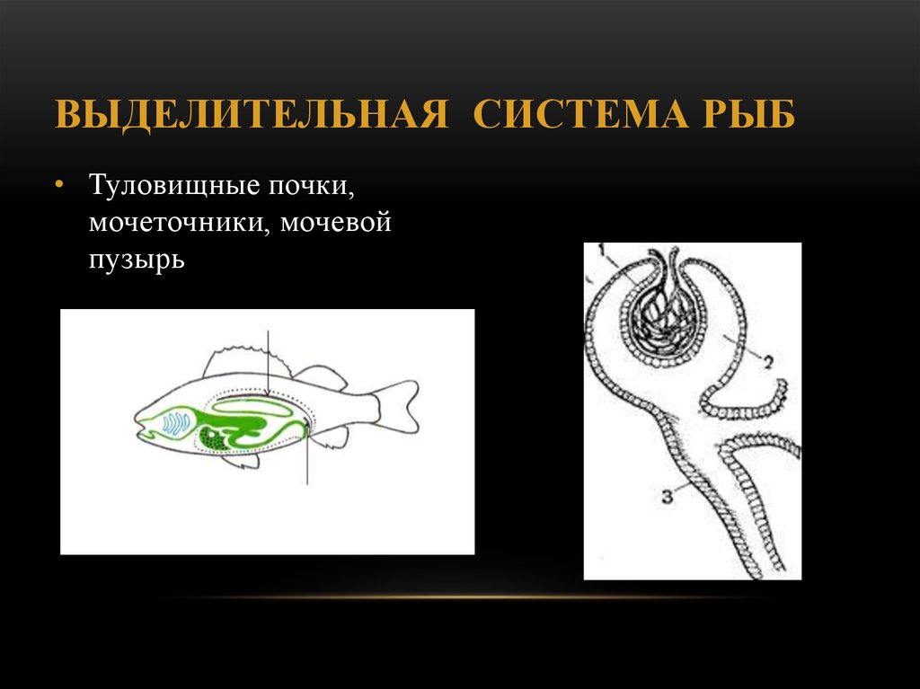 Почки у рыб. Выделительная система рыб туловищные почки. Строение выделительной системы рыб. Выделительная система рыб почки. Выделительная система система рыб.