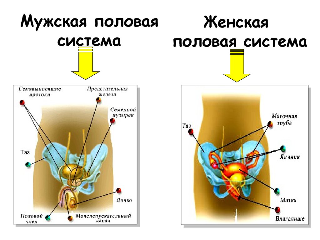 Презентация органы размножения человека