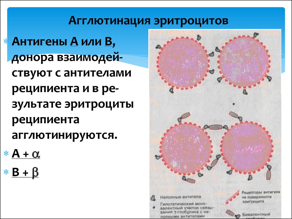 1 группа крови антитела. Схема агглютинации эритроцитов агглютининами. Реакция агглютинации эритроцитов механизм. Реакция склеивания эритроцитов. Реакция агглютинации при переливании.