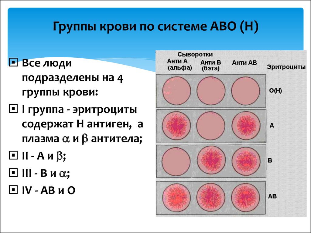 Плазма 1 группы крови. Классификация групп крови человека. Группа крови. Группы крови таблица. Группа крови табы.