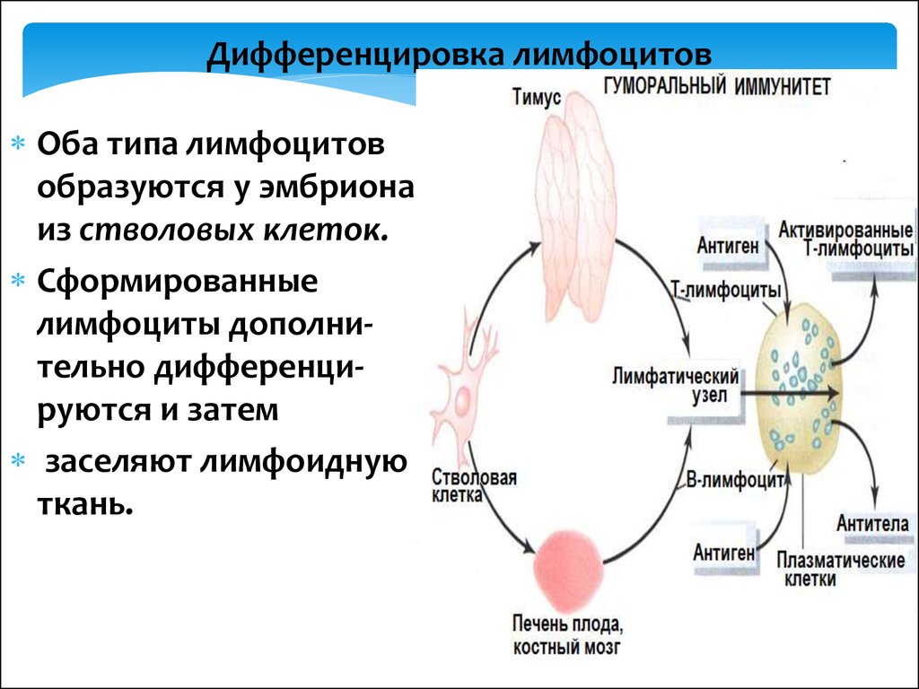 Дифференцировка лимфоцитов