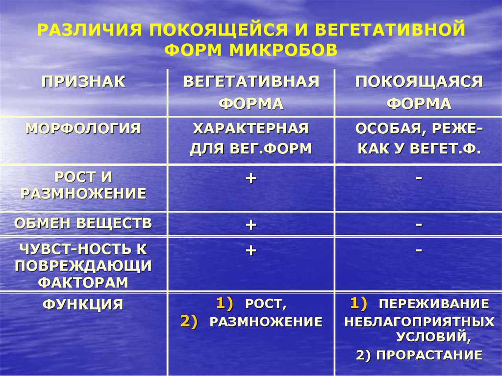 Вегетативные бактерии