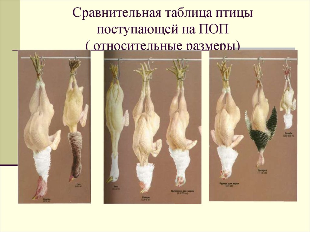 Этапы механической обработки замороженной птицы. Механическая кулинарная обработка мяса птицы. Схема обработки пернатой дичи.