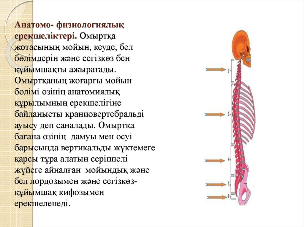 Анатомо- физиологиялық ерекшеліктері. Омыртқа жотасының мойын, кеуде, бел бөлімдерін және сегізкөз бен құйымшақты ажыратады. Омыртқаның ж