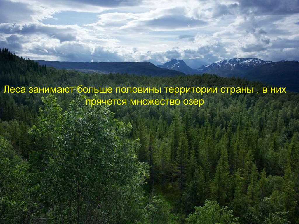 Леса половина территории россии. Леса занимают более половины территории России. Леса занимают в Азербайджане. Леса занимают 6/10.