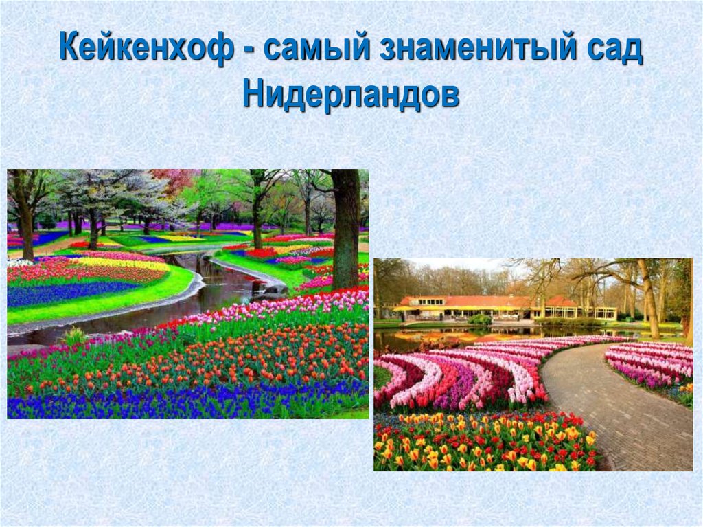 Кейкенхоф - самый знаменитый сад Нидерландов
