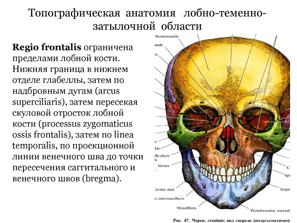 Отделы головы анатомия. Топография мозгового отдела черепа анатомия. Топография черепа затылочная область. Топография лицевого черепа анатомия. Анатомия лобной области.