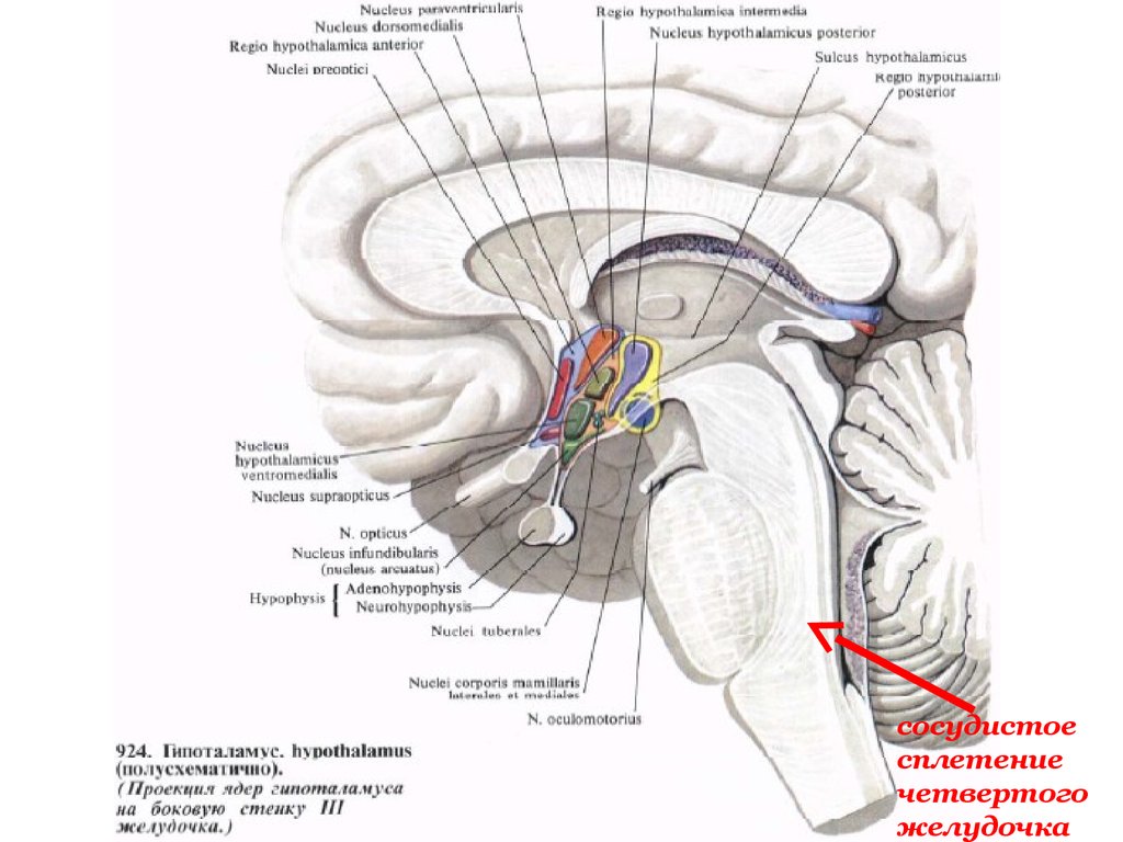 Гипоталамические структуры головного мозга. Гипоталамус анатомия и физиология. Гипоталамус строение серый бугор. Промежуточный мозг Синельников. Гипоталамус проекция ядер гипоталамуса на боковую стенку 3 желудочка.