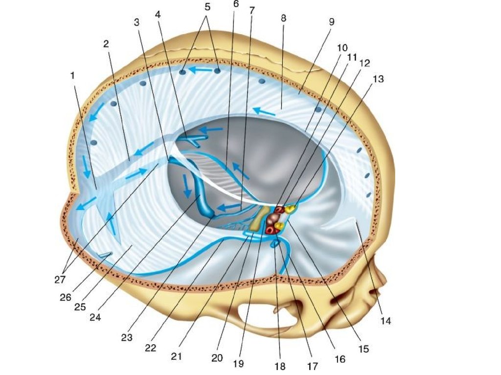Синус оболочки мозга. Оболочки мозга. Синусы твердой мозговой оболочки. Венозные синусы твердой мозговой оболочки. Синусы твёрдой мозговой оболочки анатомия. Верхний Сагиттальный синус головного мозга.