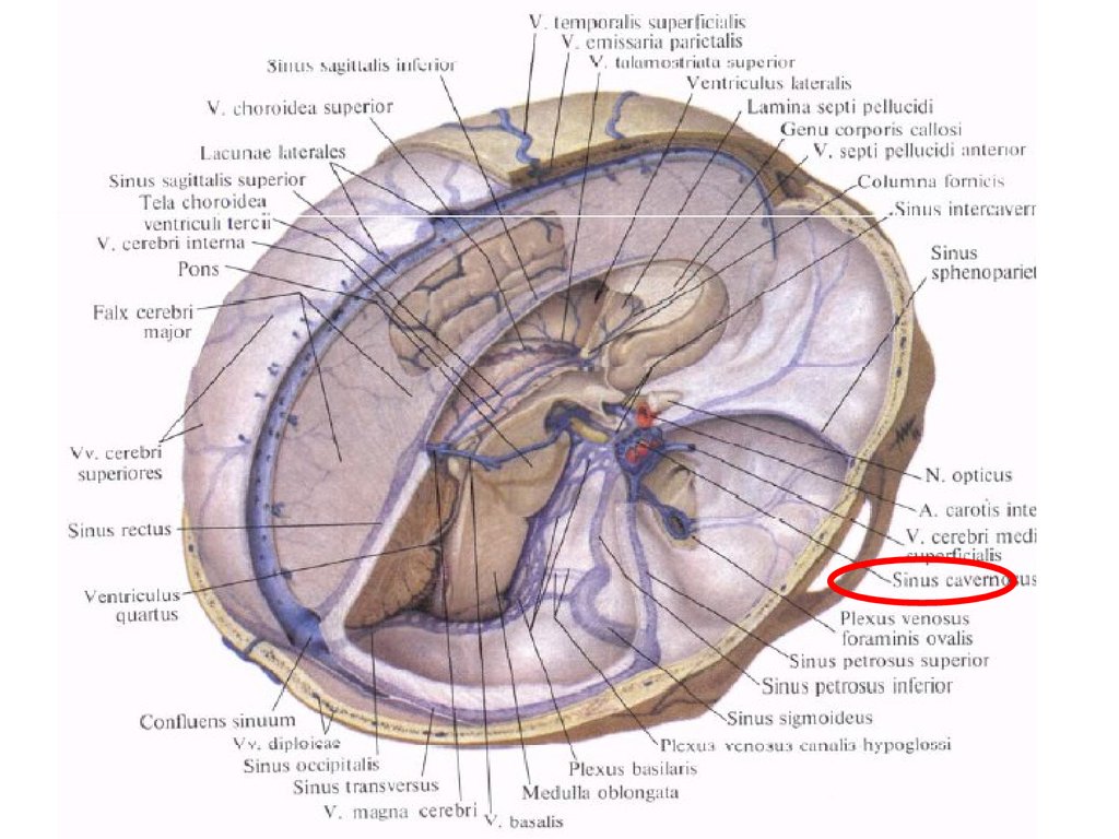 Sinus sagittalis superior