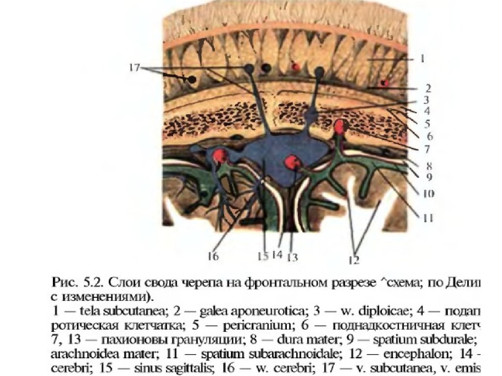 Покровы свода черепа