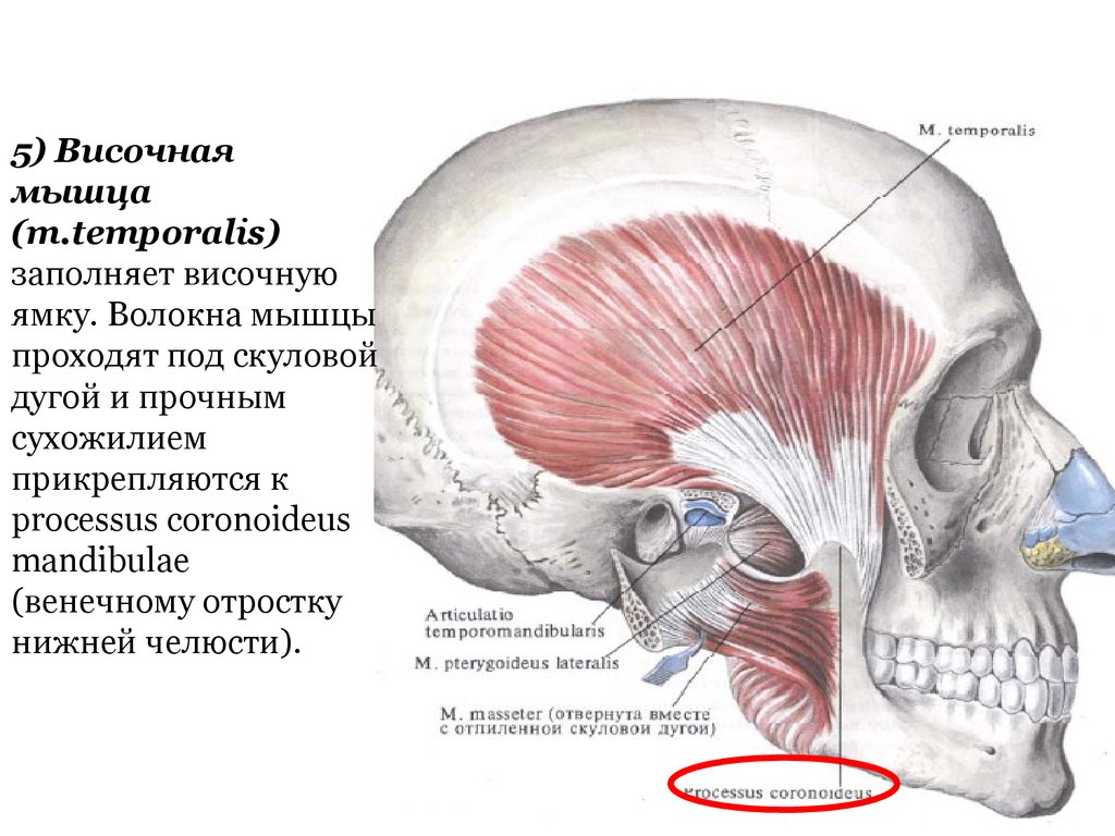 Височные впадины