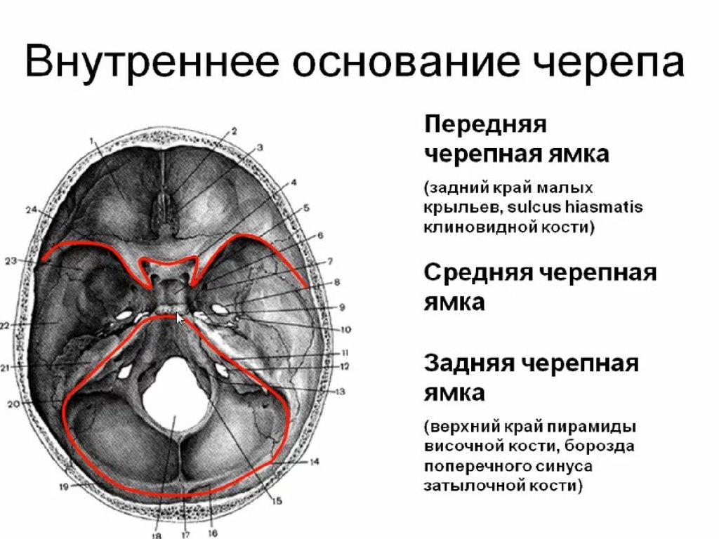 Мозговое основание черепа. Череп анатомия задняя черепная ямка. Основание черепа анатомия Черепные ямки. Внутреннее основание черепа топографическая анатомия. Основание черепа Черепные ямки.