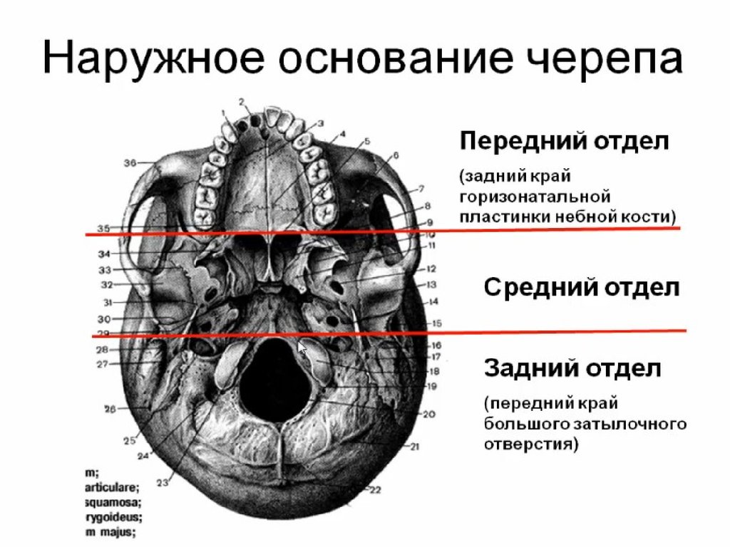 Основание черепа отделы. Топография черепа наружное основание черепа. Наружное основание черепа передний отдел. Наружное основание черепа границы отверстия. Наружное основание черепа передний отдел анатомия.