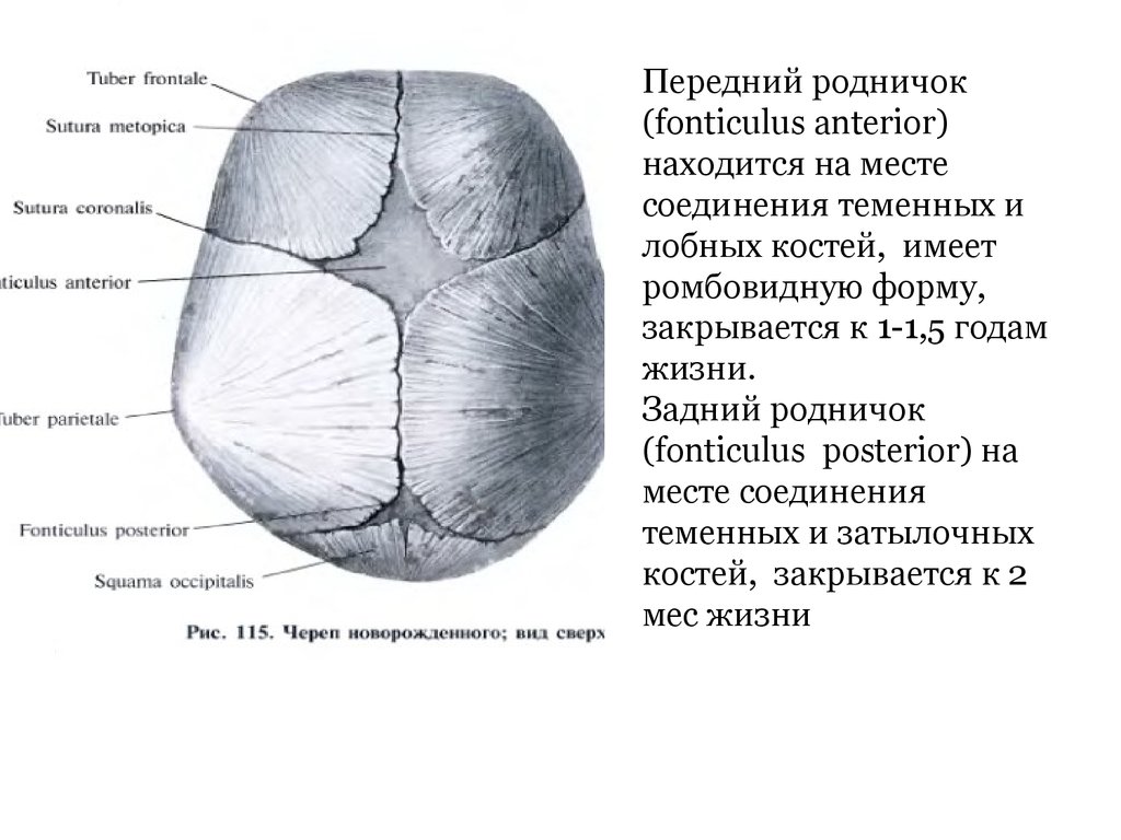 Задний родничок. Роднички топографическая анатомия. Передний и задний Родничок. Роднички черепа анатомия. Схема черепно-мозговой топографии.