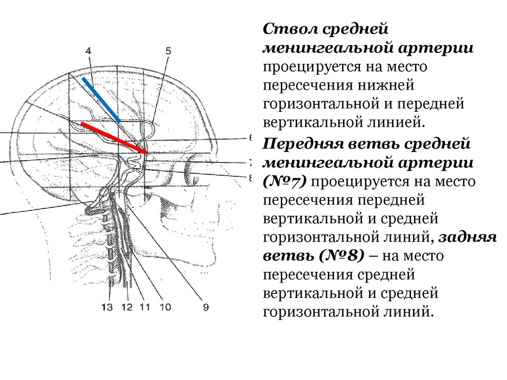 Схема кренлейна брюсовой топографическая