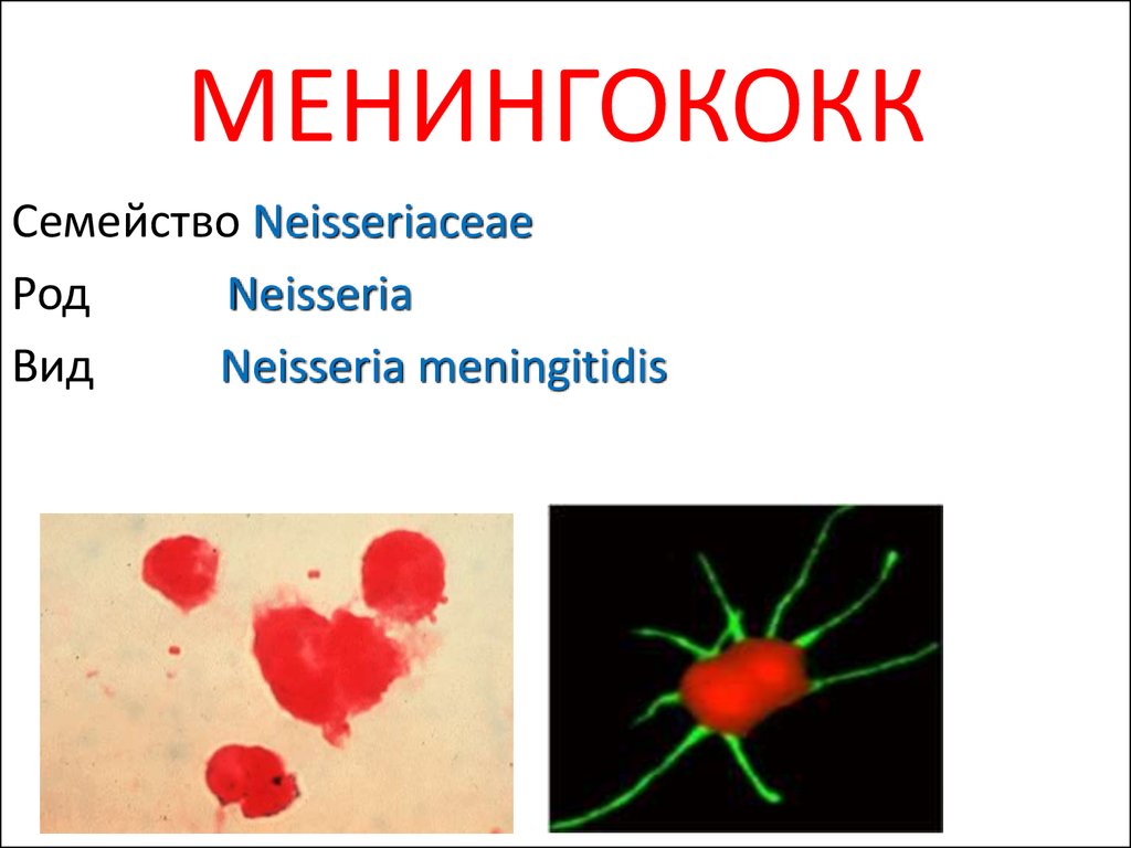 Менингококки микробиология