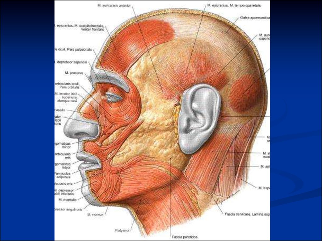 Анатомия головы и шеи. Топография головы. Топографическая анатомия головы. Топография мышц головы и шеи.