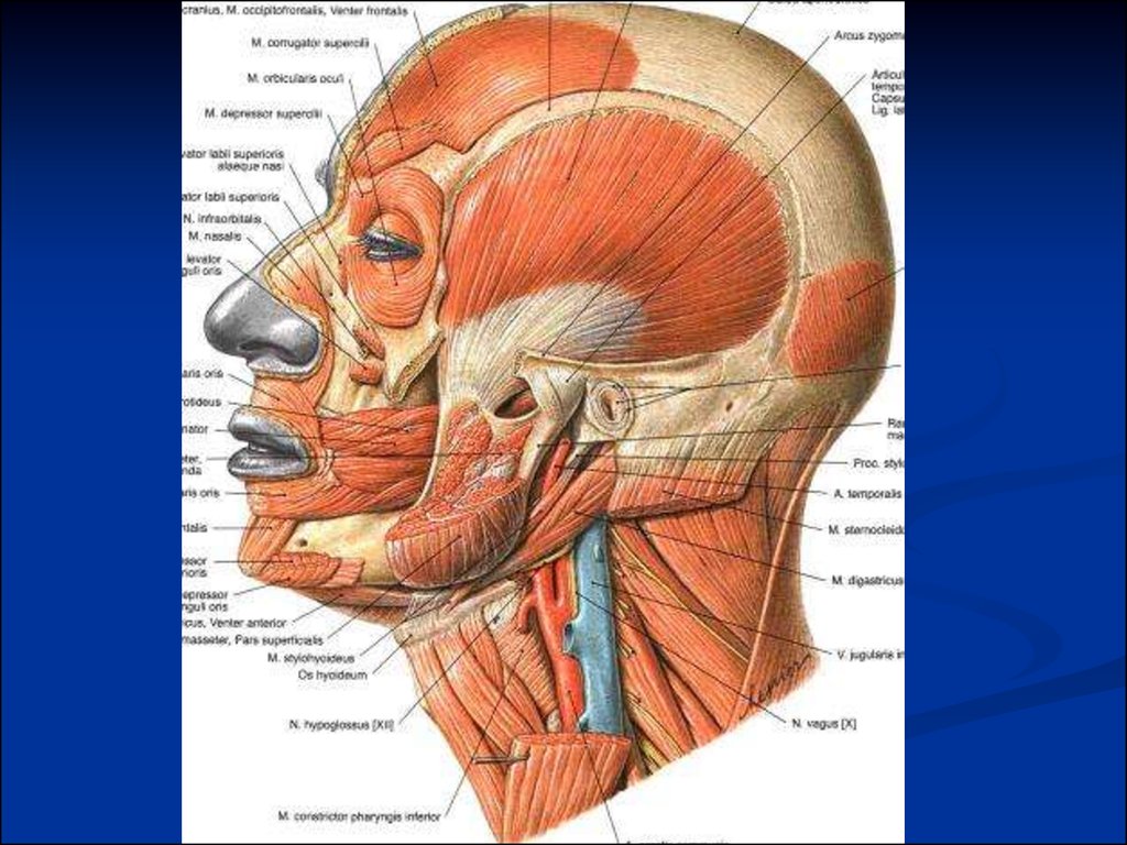 Ткани лба. Топография мышц шеи анатомия. Мышцы головы и шеи анатомия затылок. Мышцы фасции и топография головы и шеи.