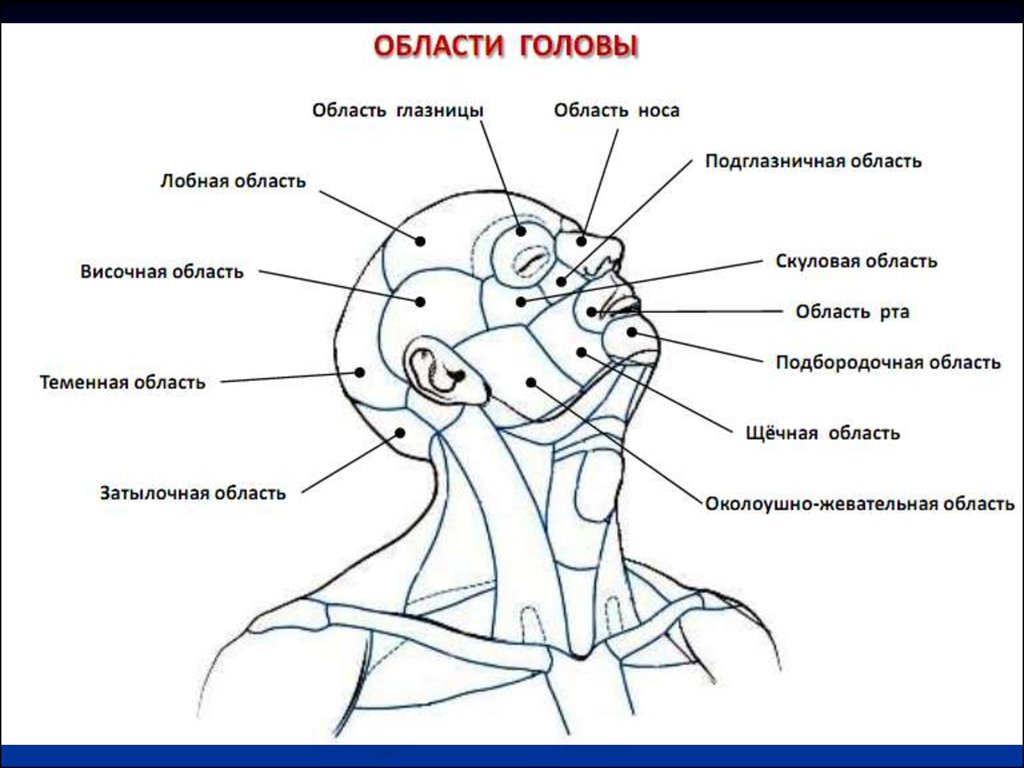 Затылок область. Области головы топографическая анатомия. Топография области головы и шеи. Теменная область головы топографическая анатомия. Границы головы и шеи топографическая анатомия.