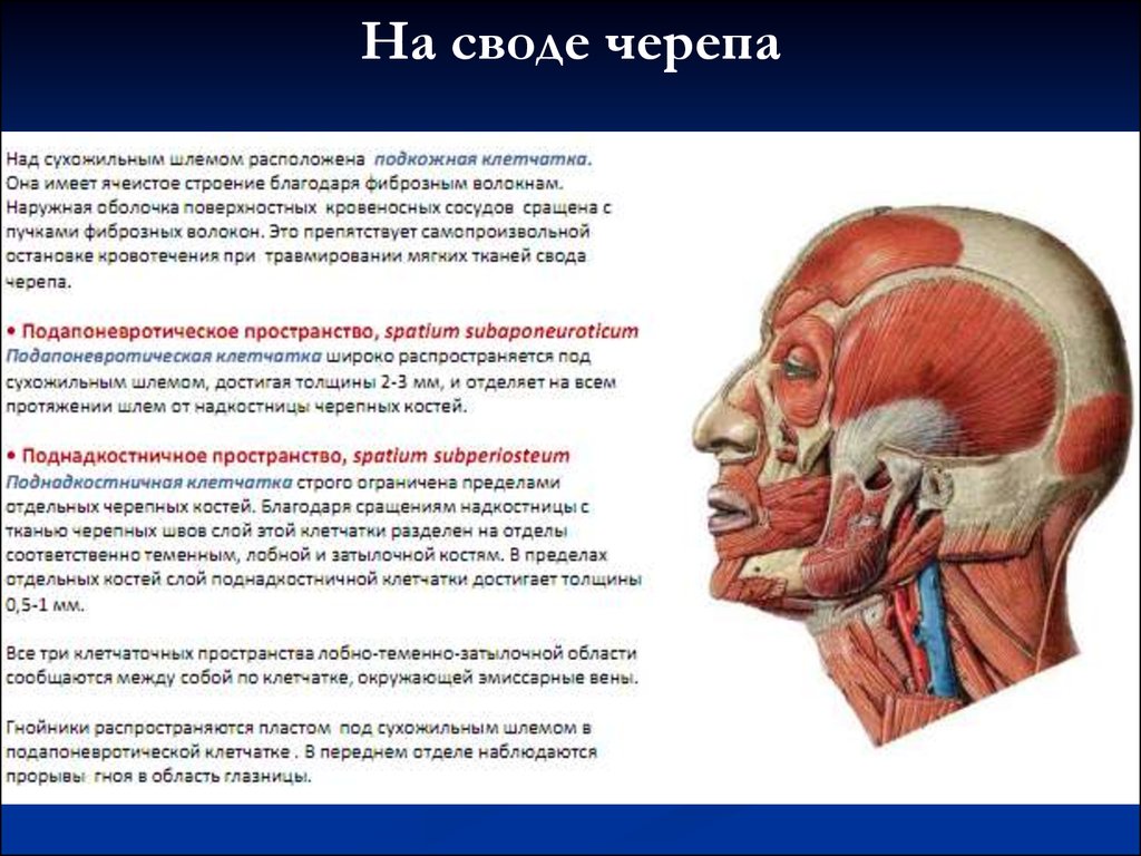 Ткани лба. Топографическая анатомия лобно-теменно-затылочной области головы. Мышцы лобно теменно затылочной области. Клетчаточные пространства свода черепа. Клетчаточные пространства головы свод черепа.