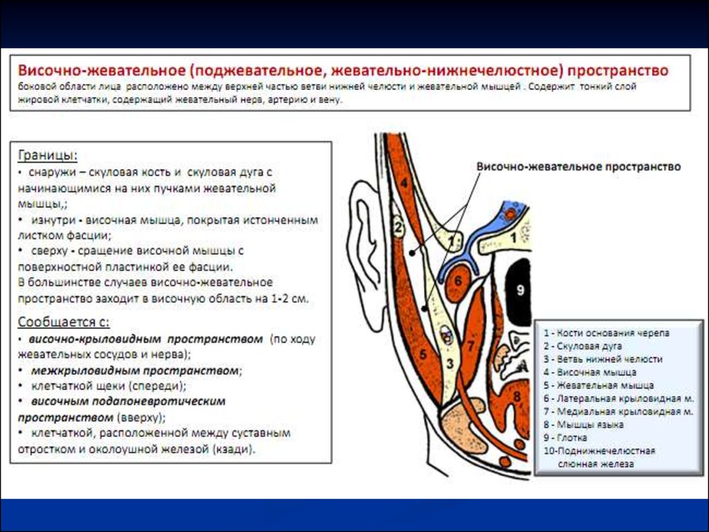 Пространство расположенное. Околоушно-жевательная область топографическая анатомия. Границы околоушно-жевательной области топографическая анатомия. Крыловидно-нижнечелюстное клетчаточное пространство содержит. Клетчаточное пространство топографическая анатомия.