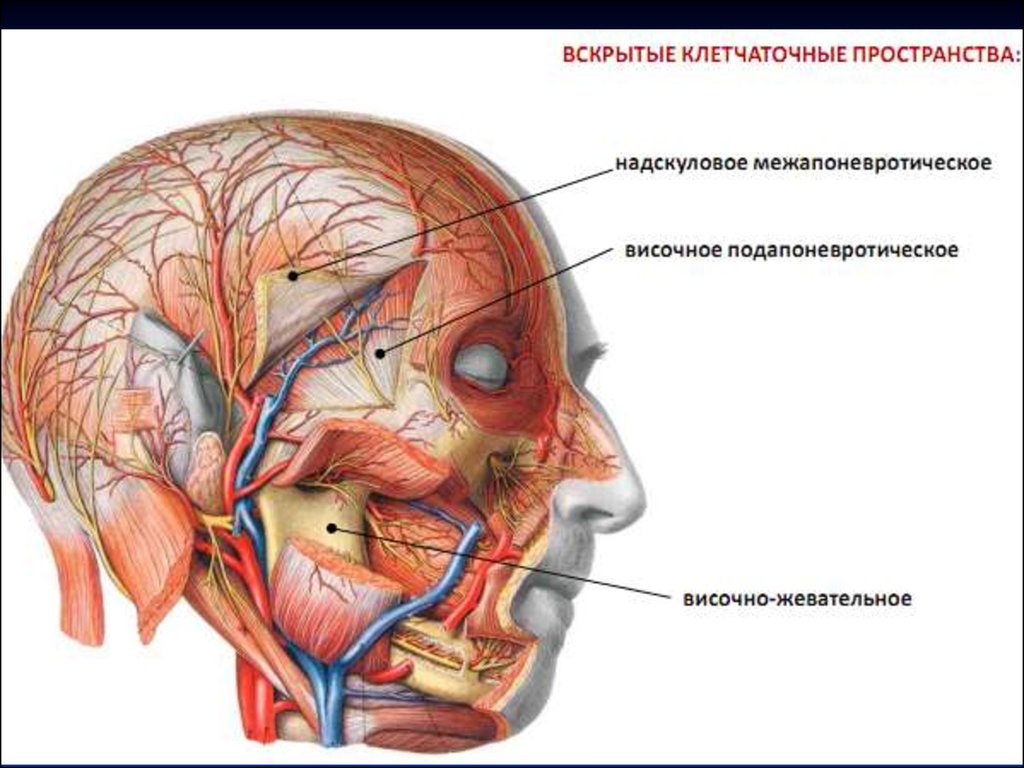 Пространства головы. Топографическая анатомия лица. Топография сосудов лица. Топографическая анатомия головы. Пространства лица анатомия.