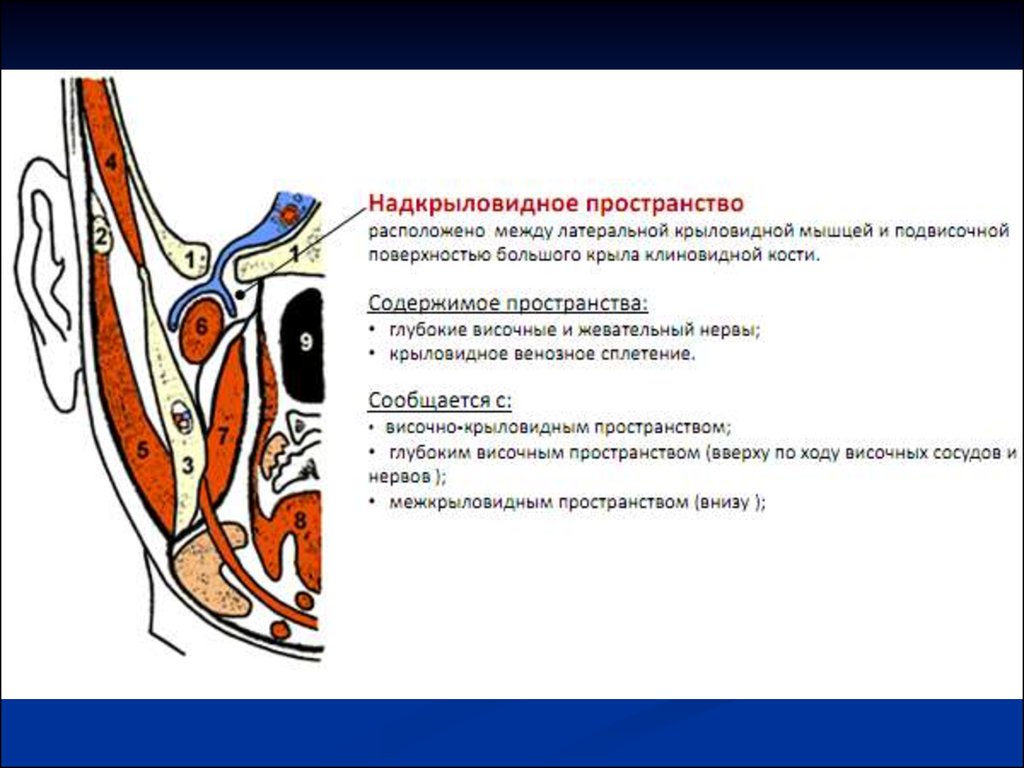 Пространство лица. Крыловидно нижнечелюстное пространство топографическая анатомия. Клетчаточное пространство щечной области. Клетчаточные пространства головы схема. Височно-крыловидное пространство клетчаточное пространство.